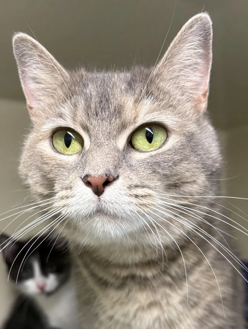 An adult medium-sized female Dilute Tortoiseshell Dilute Tortoiseshell cat named Cupcake for adoption in Mansfield, CT