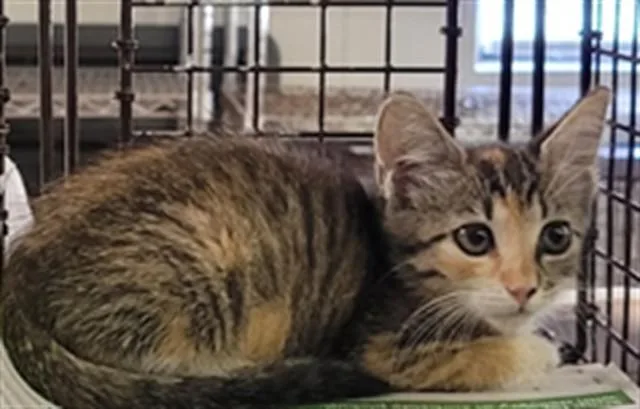 A baby small-sized female Domestic Short Hair cat named Honeydew for adoption in Saint Cloud, FL