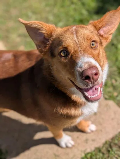 An adult medium-sized female Australian Shepherd dog named Millie for adoption in Mansfield, TX