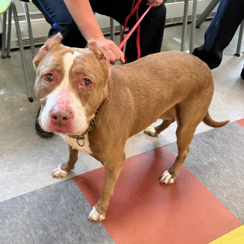 A senior medium-sized female Brown / Chocolate Mixed Breed dog named Java for adoption in Philadelphia, PA