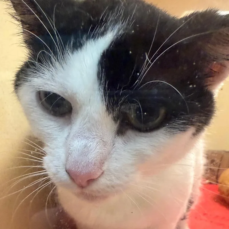 A baby small-sized female Black Domestic Short Hair cat named Alice for adoption in Beckley, WV