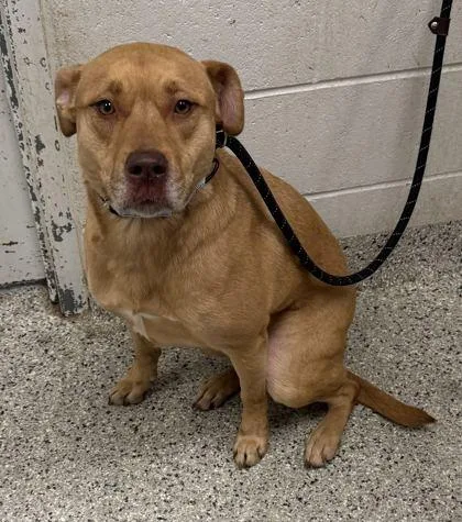 An adult large-sized female Yellow / Tan / Blond / Fawn Mixed Breed dog named Corellia for adoption in Kansas City, MO