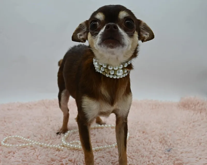 Blanche. thumbnail 2