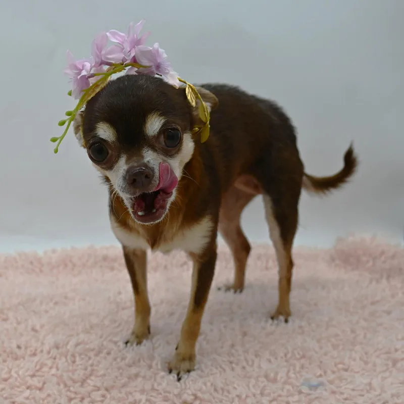 Blanche. thumbnail 3