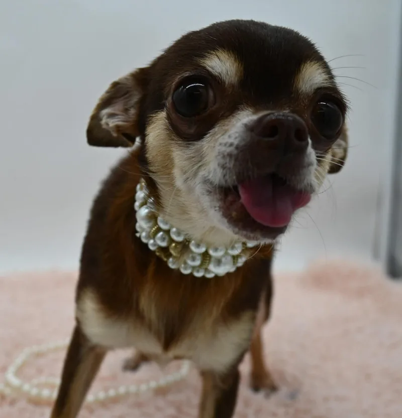 Blanche. thumbnail 4