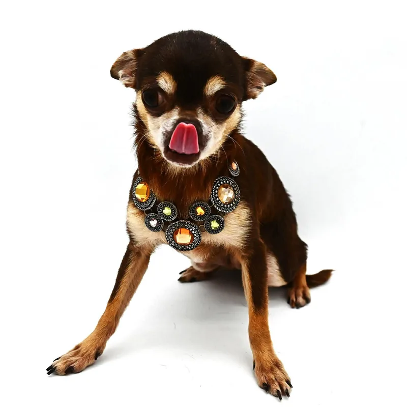 Blanche. thumbnail 5