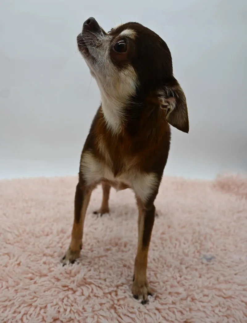 Blanche. thumbnail 6