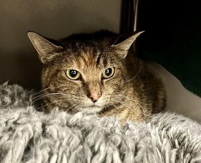 An adult large-sized female Domestic Short Hair cat named Arlene for adoption in Kalamazoo, MI