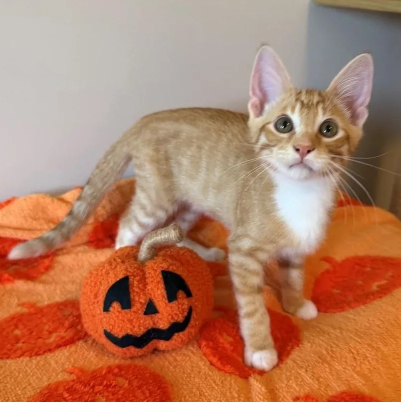 A baby small-sized male Tabby (Orange / Red) Domestic Short Hair cat named Frye for adoption in Rochester, MN