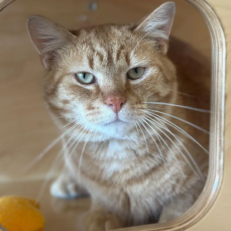 An adult small-sized male Domestic Short Hair cat named Perkins for adoption in Port Washington, NY