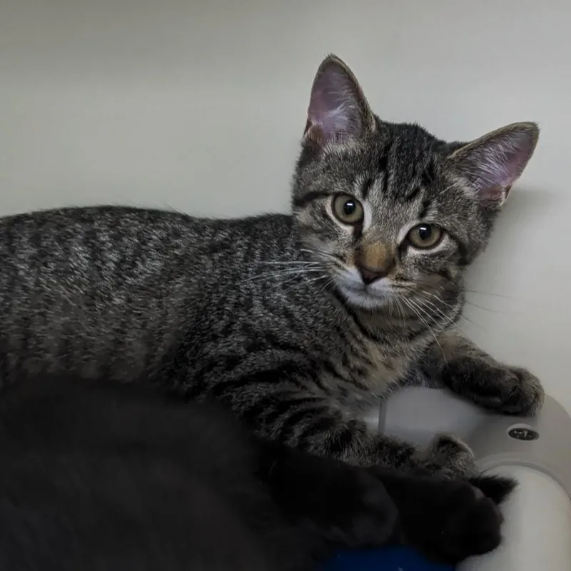 A baby medium-sized female Tabby (Buff / Tan / Fawn) Domestic Short Hair cat named Carrie for adoption in West Jefferson, OH