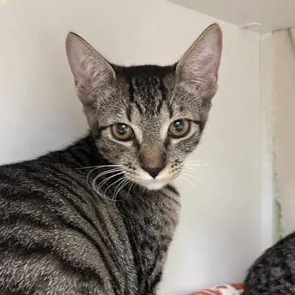 A baby medium-sized female Domestic Short Hair cat named Moxie for adoption in Honolulu, HI