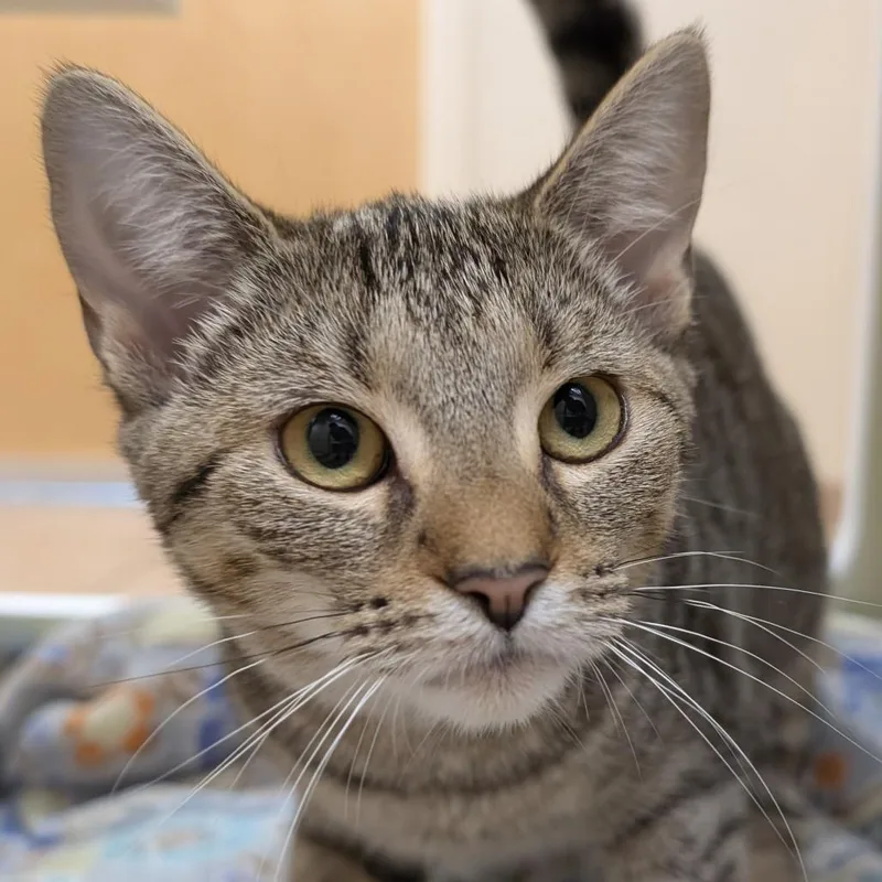 A baby small-sized male Brown / Chocolate Domestic Short Hair cat named Benny for adoption in Thomaston, ME