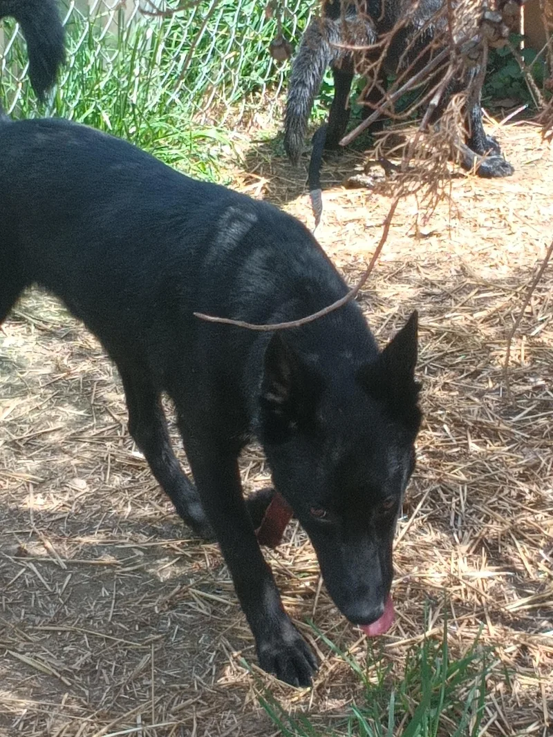 A baby medium-sized male Black German Shepherd Dog dog named Goose for adoption in Wilmington, DE