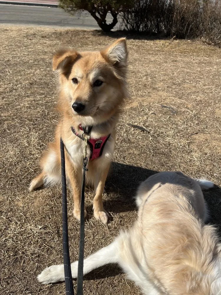 A young medium-sized male Jindo dog named Miso for adoption in Long Island City, NY