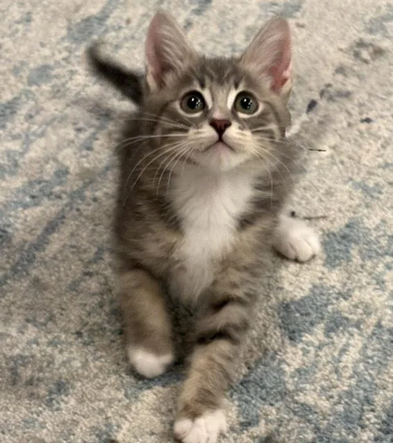A baby small-sized female Domestic Short Hair cat named Dusty for adoption in Sacramento, CA