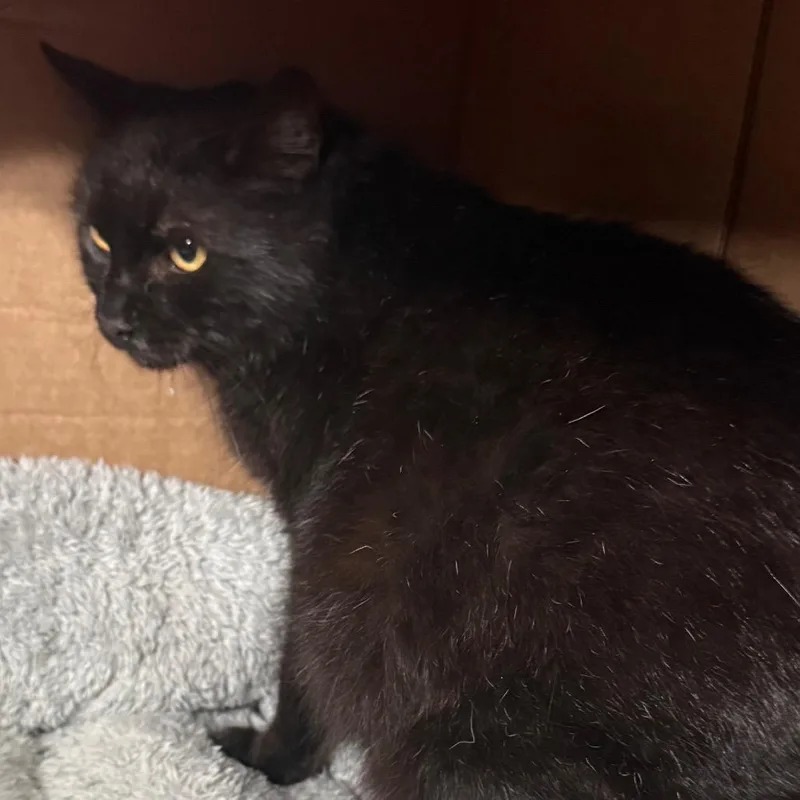 An adult medium-sized female Black Domestic Short Hair cat named Snowball for adoption in Dixon, IL