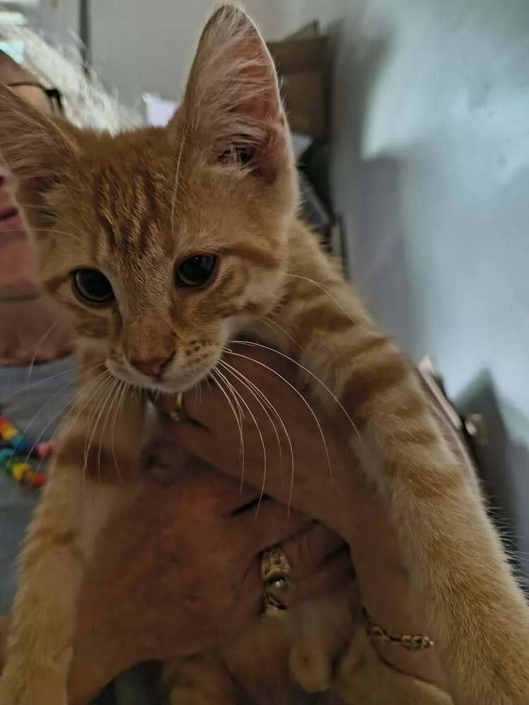 A baby small-sized male Tabby (Orange / Red) Domestic Short Hair cat named Rusty for adoption in Lincoln Park, MI