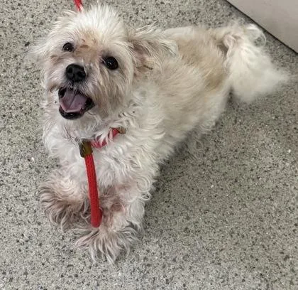A senior small-sized female Maltese dog named Meagan for adoption in Fishers, IN