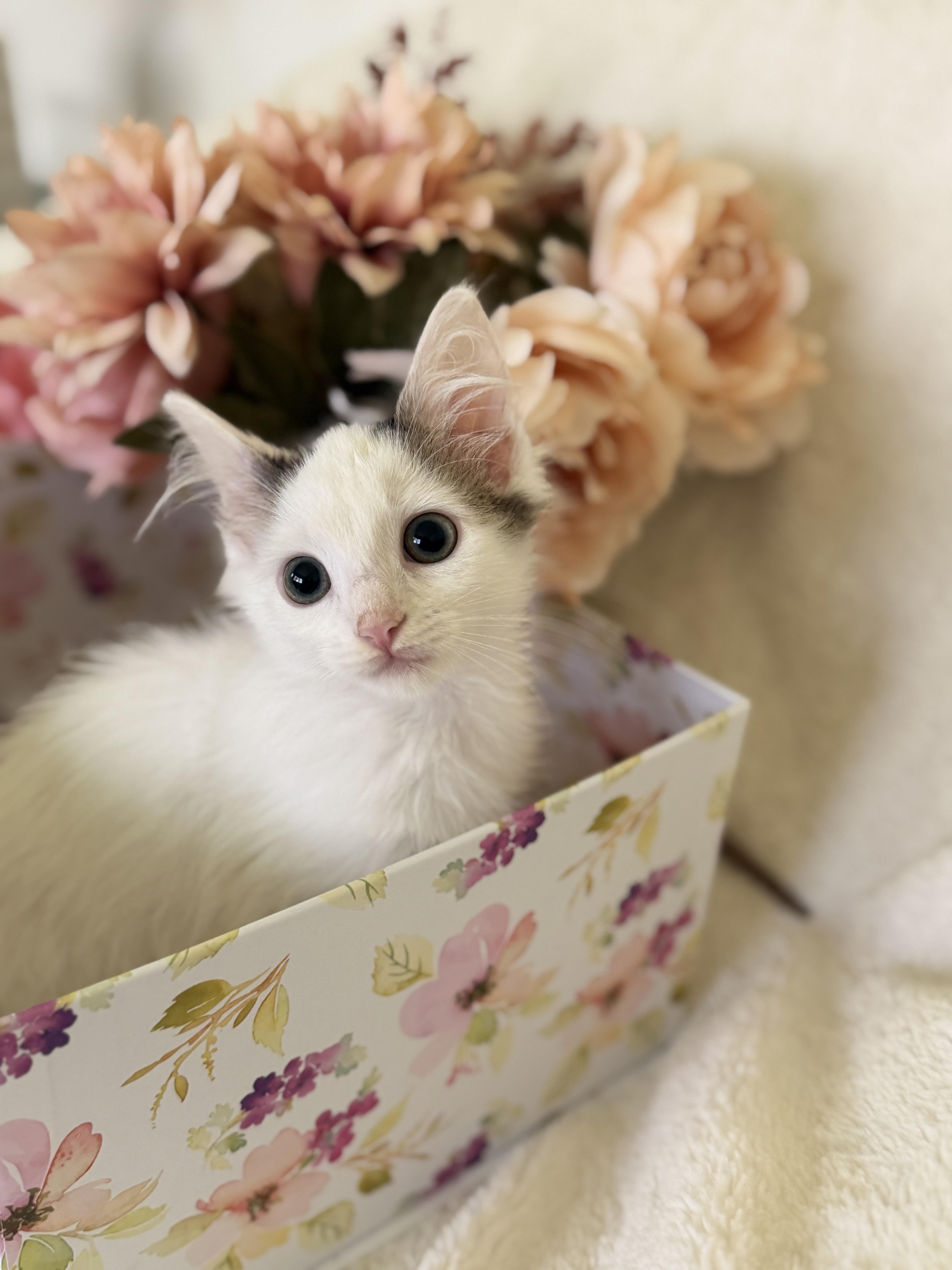 A baby small-sized male White Domestic Long Hair cat named Robert The Brucetransport for adoption in Gradyville, KY