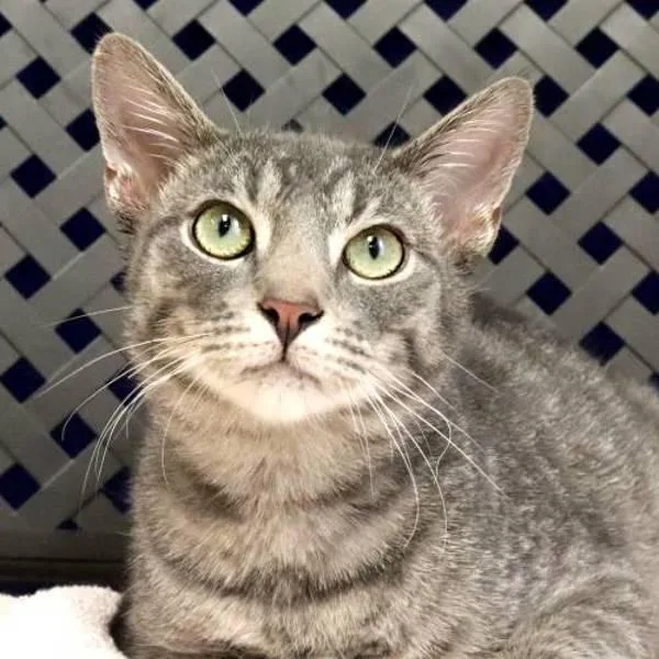 A young small-sized male Domestic Short Hair cat named Edgar for adoption in Fort Davis, TX