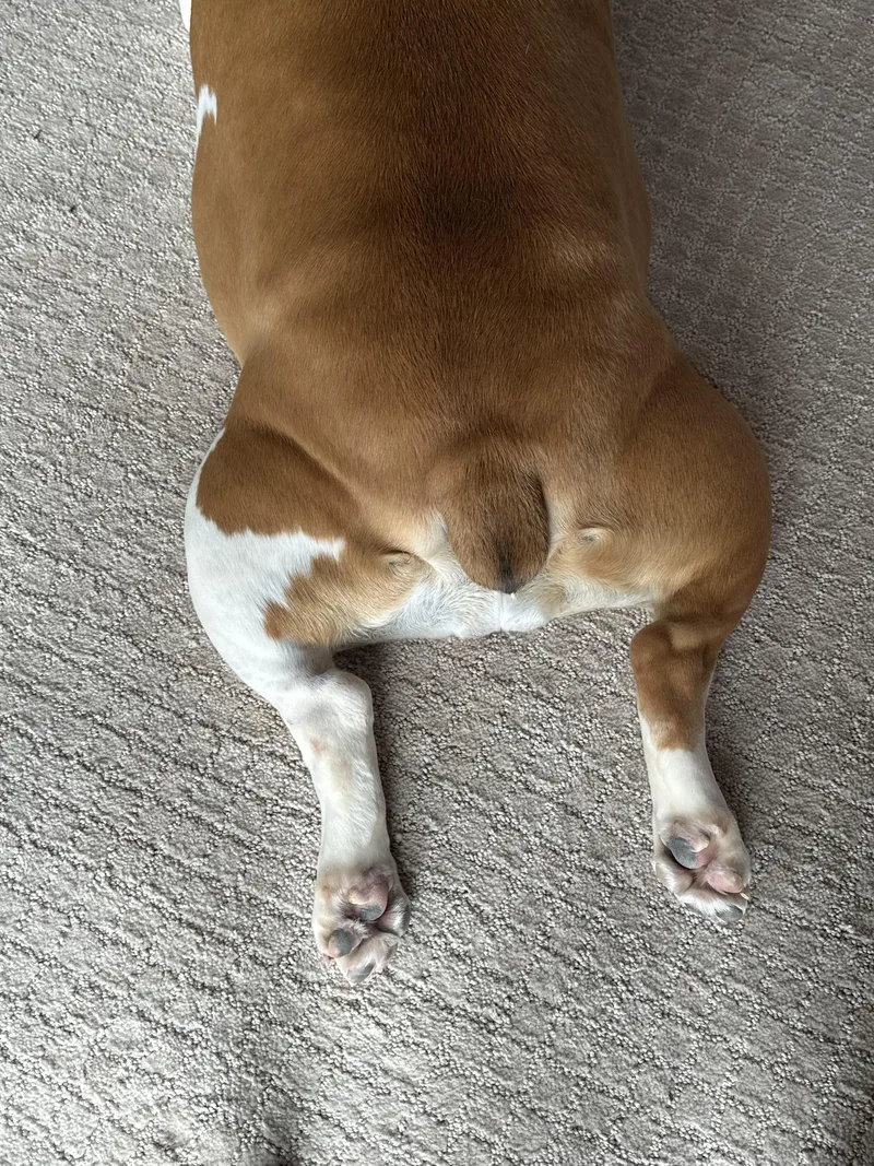 An adult large-sized female Bulldog dog named Chika for adoption in Pittsburgh, PA