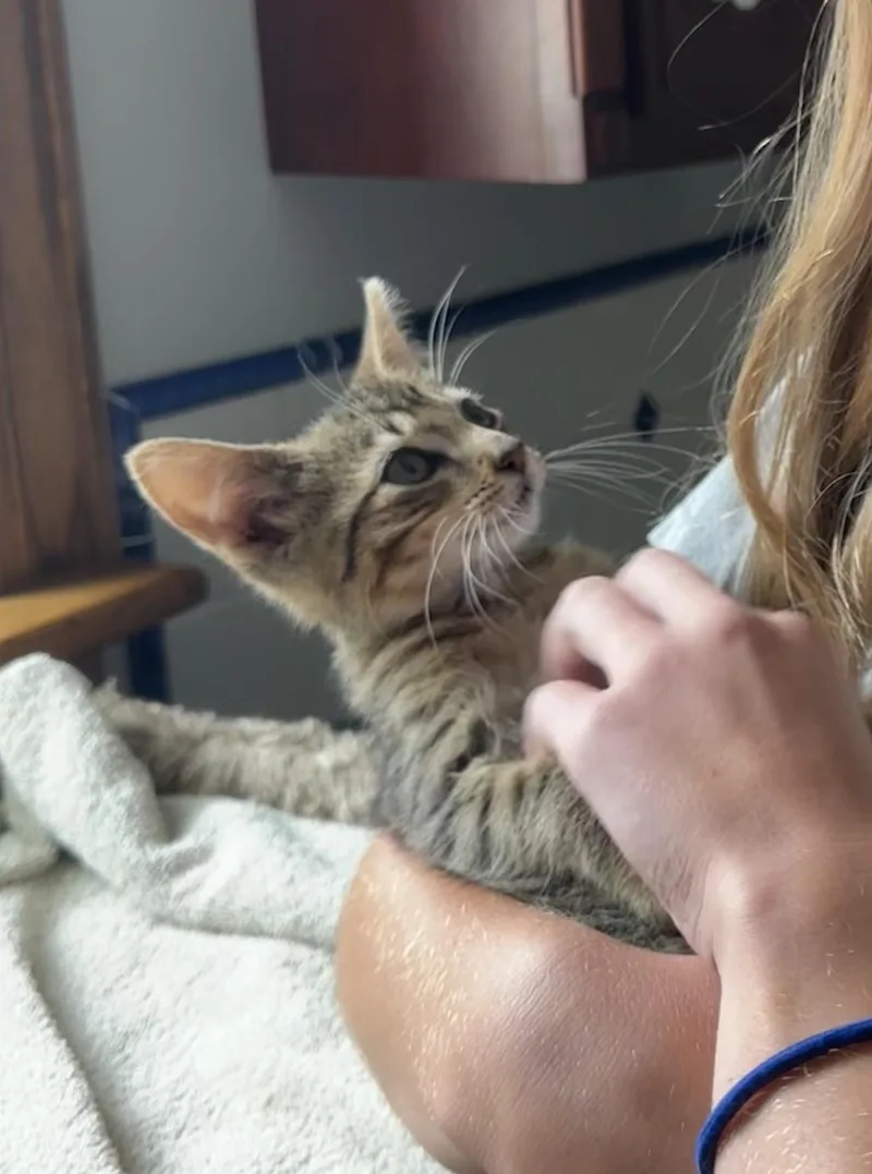 A baby small-sized male Domestic Short Hair cat named Oliver for adoption in BREINIGSVILLE, PA
