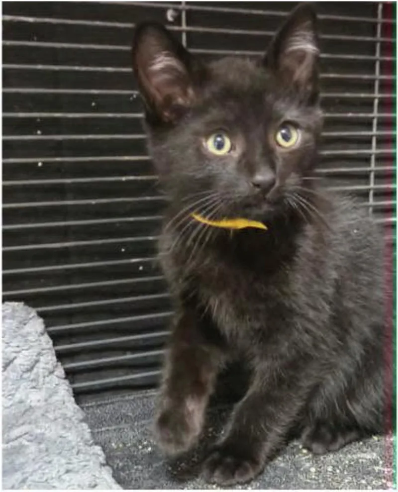 A baby medium-sized male Black Domestic Short Hair cat named Clover for adoption in Eugene, OR