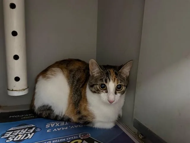 A young small-sized female Domestic Short Hair cat named Lilly for adoption in Garland, TX