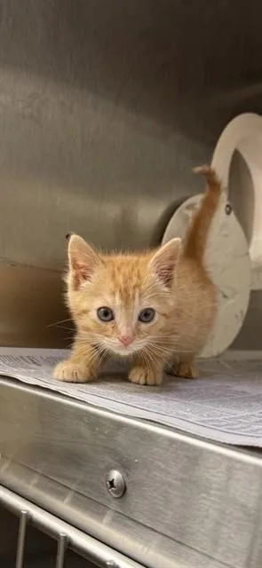 A baby small-sized female Domestic Short Hair cat named Toffee for adoption in San Jose, CA