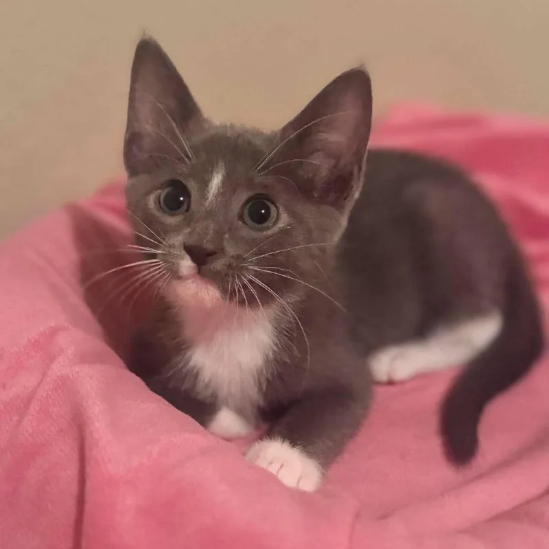 A baby small-sized female Gray / Blue / Silver Domestic Short Hair cat named Roxy for adoption in Redmond, WA
