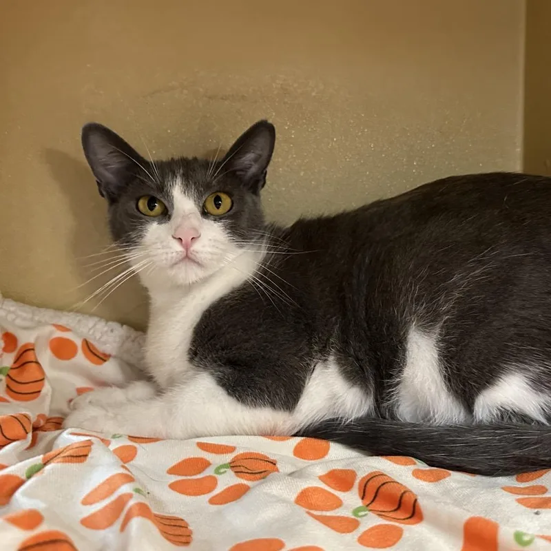 A young medium-sized female Domestic Short Hair cat named Sola for adoption in Spokane, WA