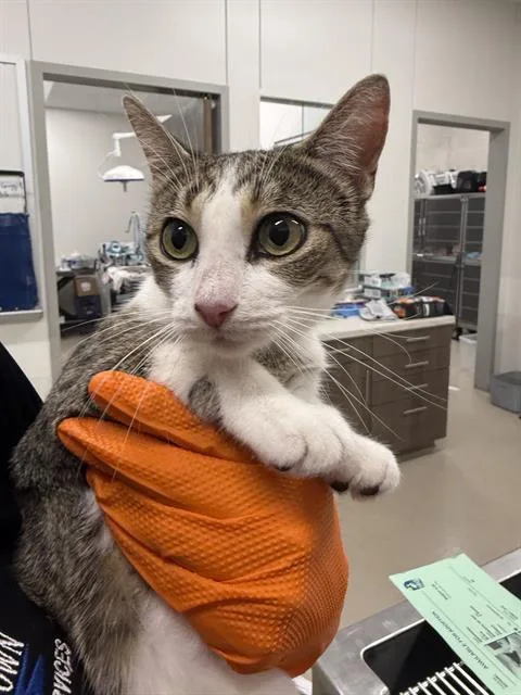 A young small-sized female Domestic Short Hair cat named Gamora for adoption in Baytown, TX