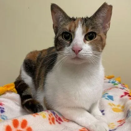 An adult medium-sized female Calico Domestic Short Hair cat named Fiona for adoption in Rochester, MN