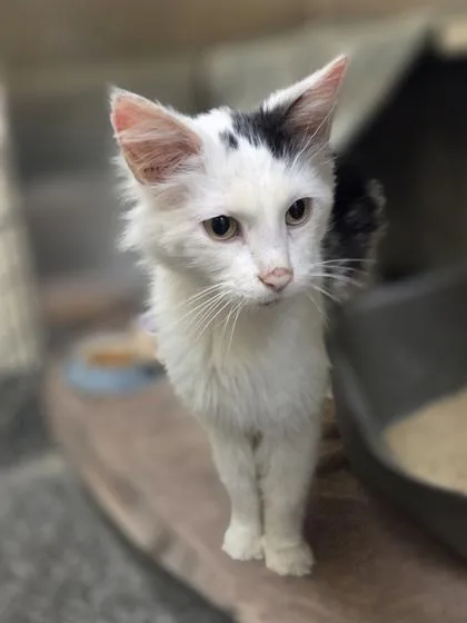 Frankie