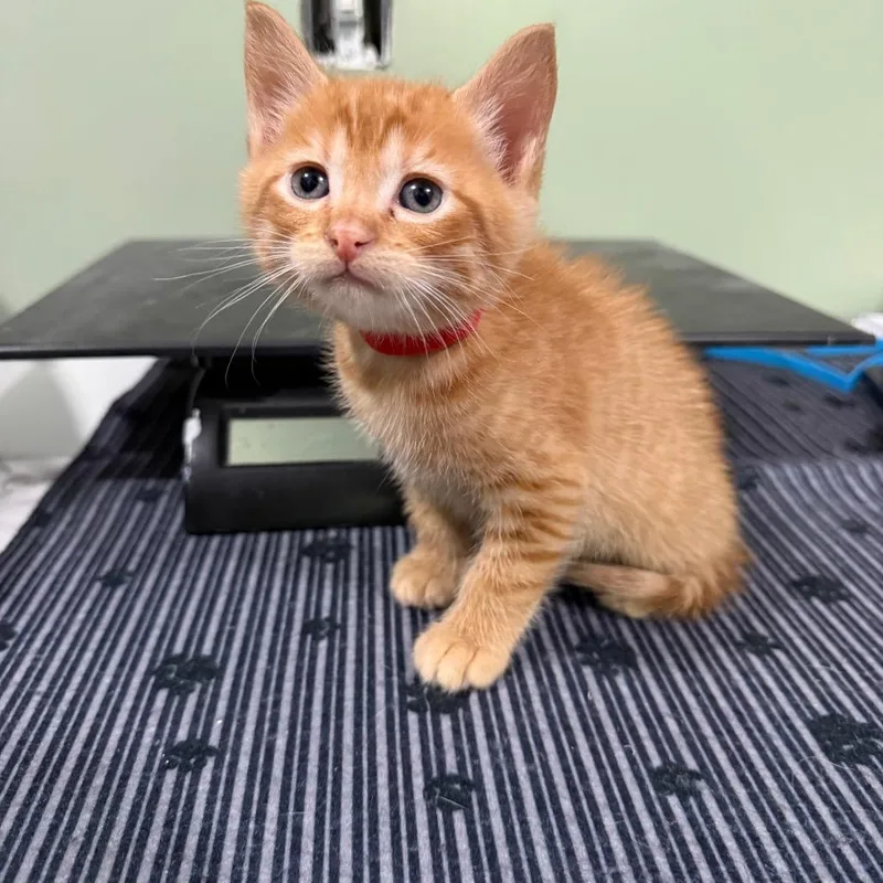 Red Orange thumbnail 2