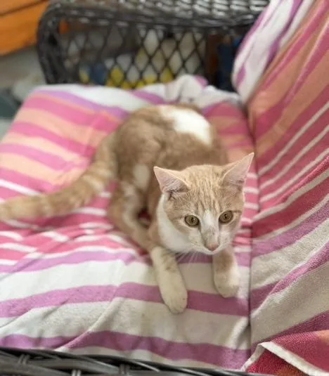 A baby medium-sized male Buff & White Domestic Short Hair cat named Sandy Riley Fuzzell Pet for adoption in Spring, TX