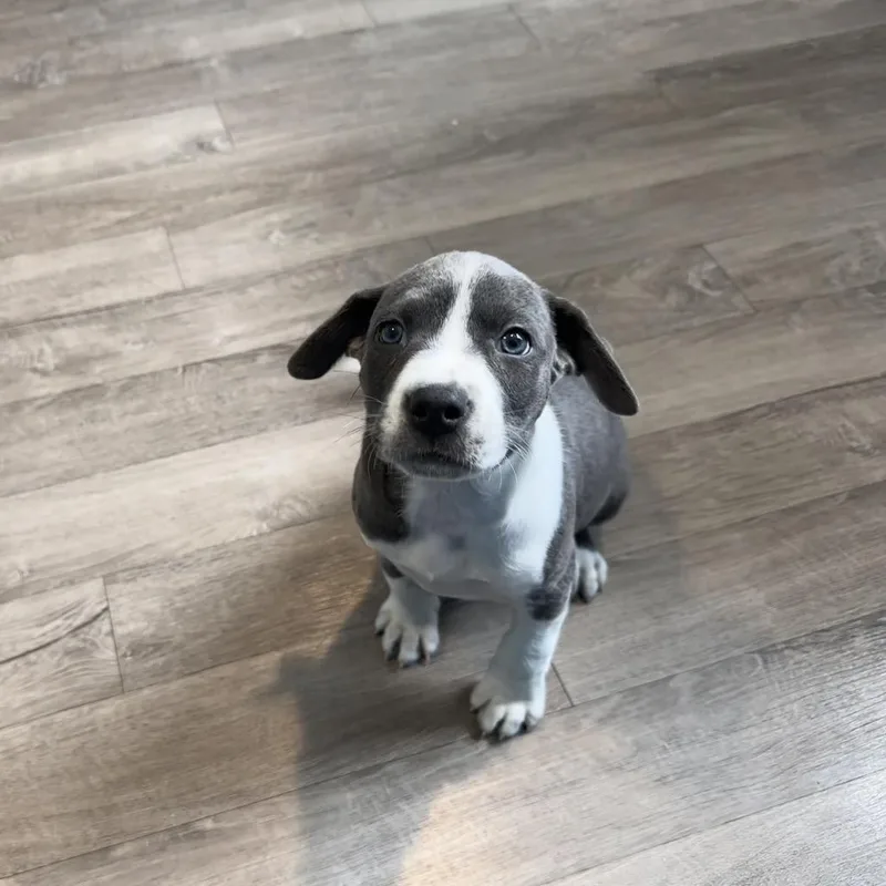 A baby medium-sized female Gray / Blue / Silver Pit Bull Terrier dog named Carrie Underwood for adoption in Chesapeake, VA