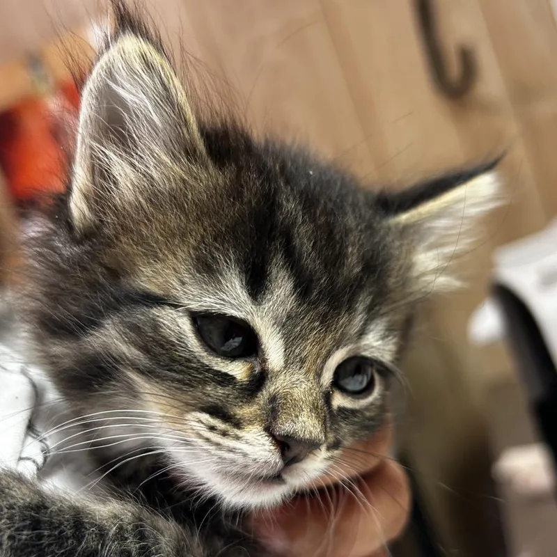 A baby small-sized female Black Domestic Long Hair cat named Mantis for adoption in Leander, TX