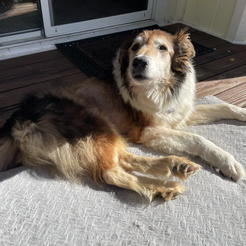 A senior large-sized male Brown / Chocolate Collie dog named Nuk Nuk for adoption in Grass Valley, CA