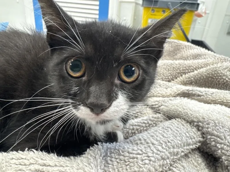 A baby medium-sized female Domestic Short Hair cat named Allie for adoption in Milltown, NJ