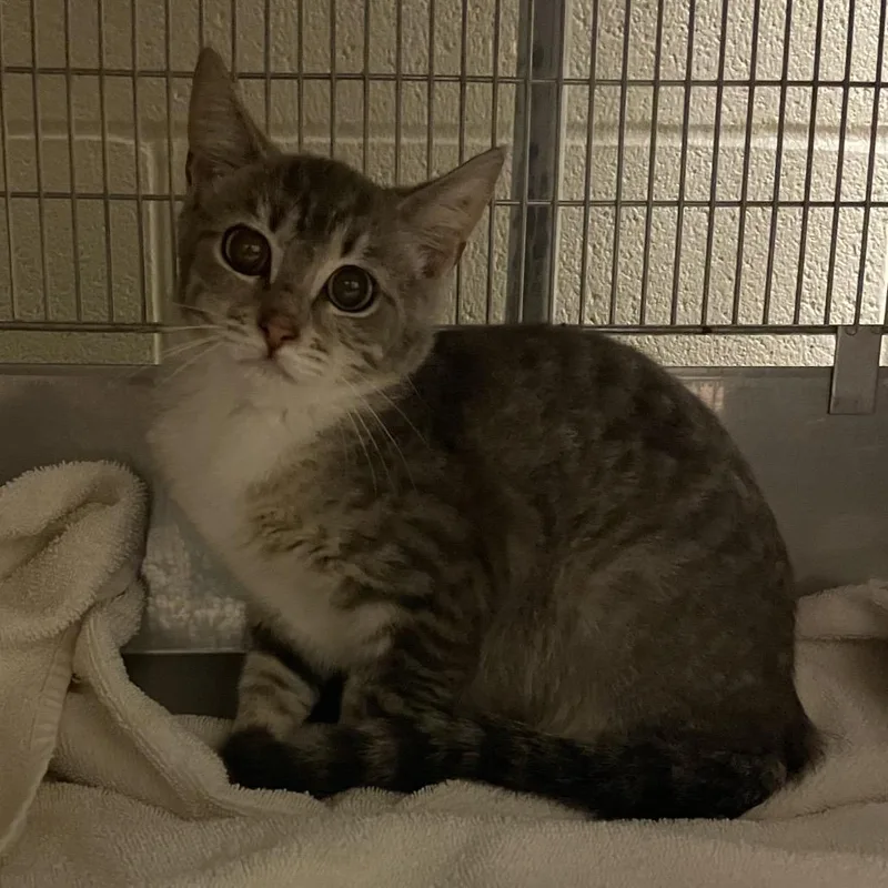 A young small-sized female Gray / Blue / Silver Domestic Short Hair cat named Rhea for adoption in Bristol, IN