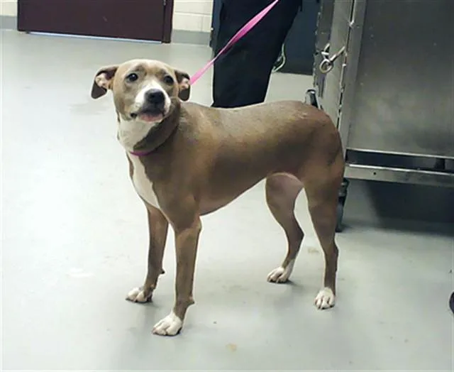 A young medium-sized female Pit Bull Terrier dog named Winnie for adoption in Fayetteville, NC
