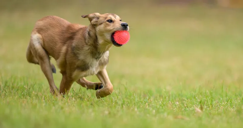 Maximus Montgomery  Tx thumbnail 2