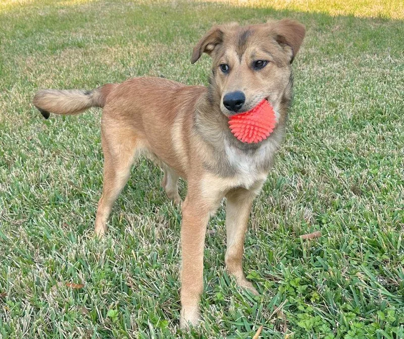 Maximus Montgomery  Tx thumbnail 3