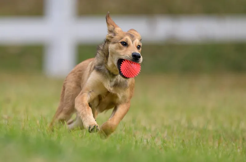 Maximus Montgomery  Tx thumbnail 4