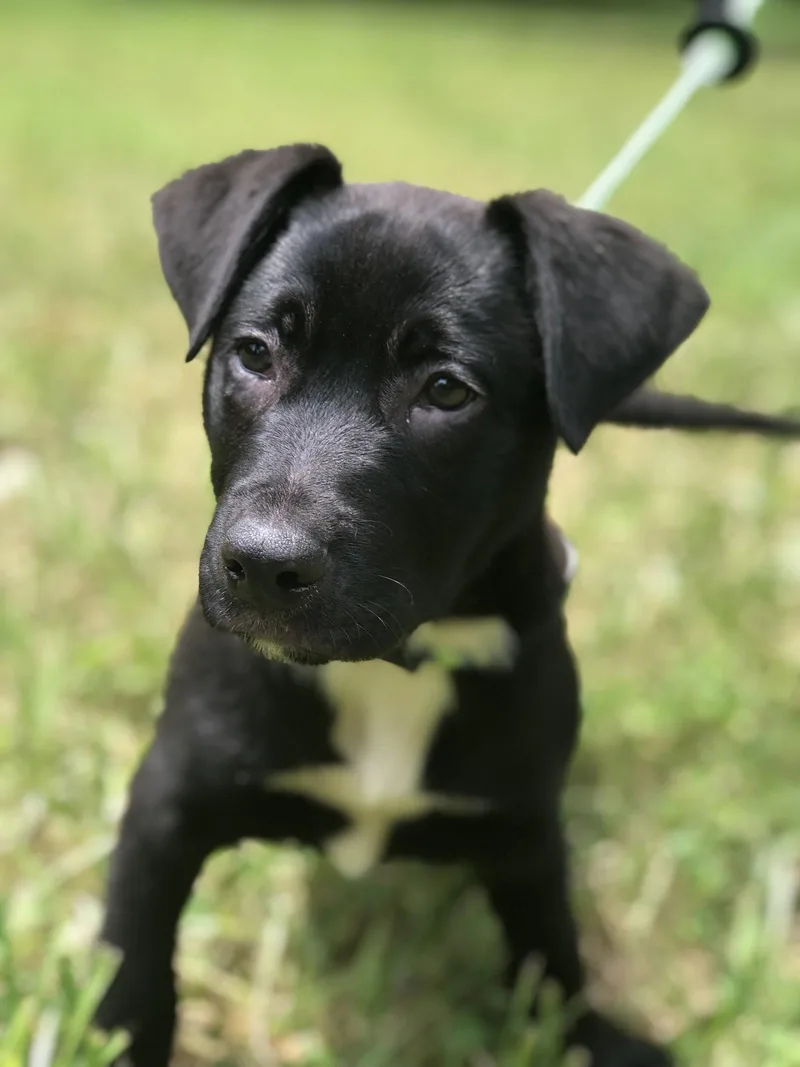 A baby large-sized male Pit Bull Terrier dog named Gruyere for adoption in Elkins, WV