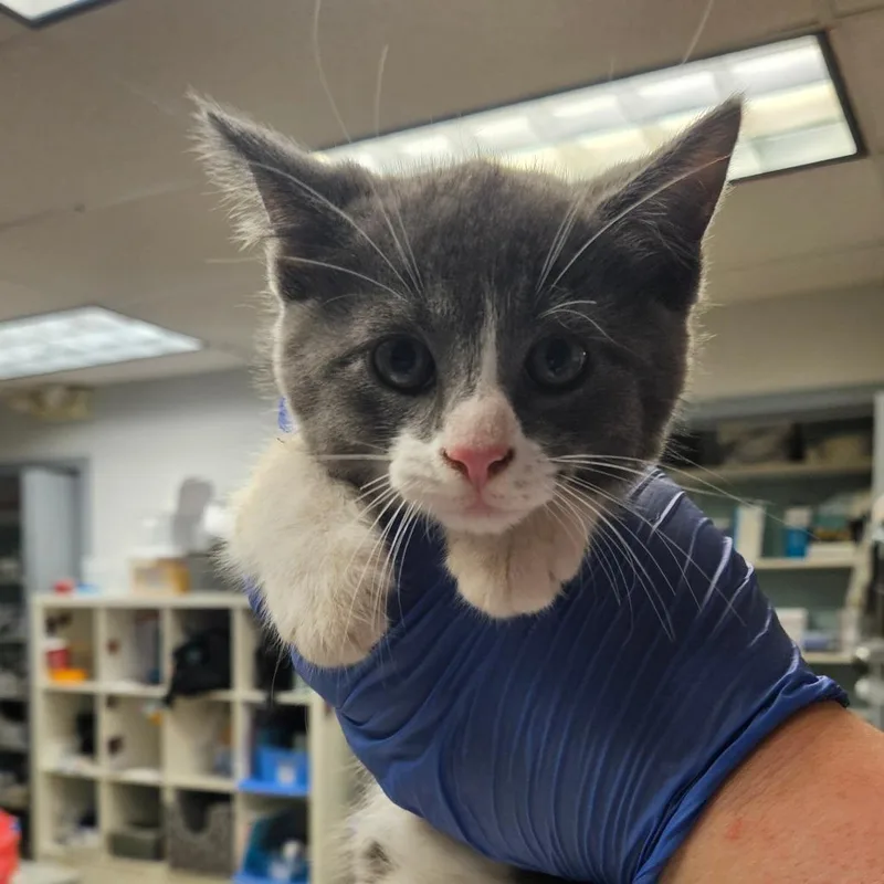A baby small-sized male Gray / Blue / Silver Domestic Short Hair cat named Noir for adoption in Birdsboro, PA