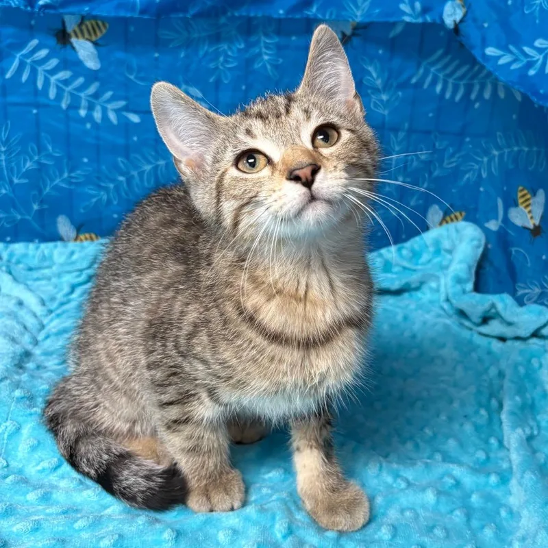 A baby small-sized male Brown / Chocolate American Shorthair cat named XBox for adoption in Greenfield, IN