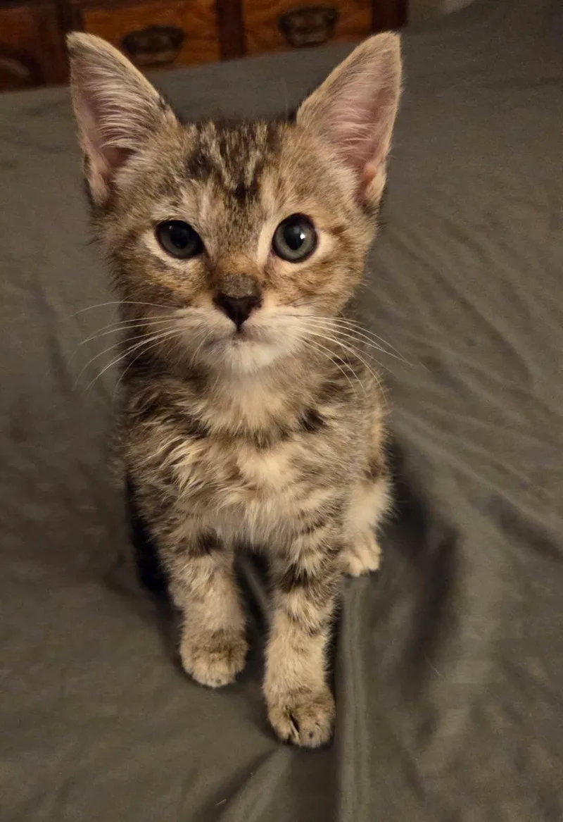 A baby medium-sized female Tabby (Buff / Tan / Fawn) Tabby cat named Wonder Woman for adoption in Pasco, WA